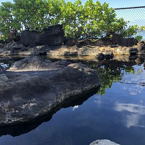 "Edge of the Reef" Topless Tank