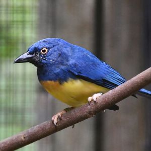 Blue-backed Tanager (Cyanicterus cyanicterus)
