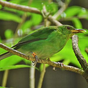 Green Honeycreeper (Chlorophanes spiza)