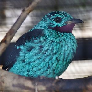 Spangled Cotinga (Cotinga cayana)