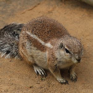 Cape ground squirrel