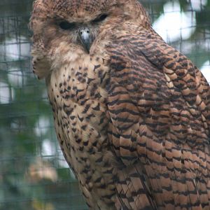 Pel's fishing owl