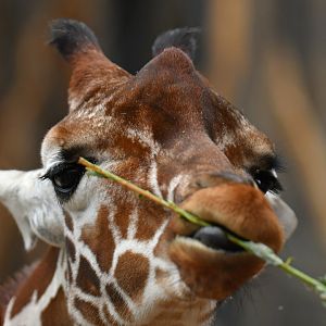Reticulated girafe (Giraffa (cameleopardis) reticulata)
