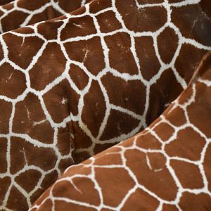 Reticulated girafe (Giraffa (cameleopardis) reticulata)
