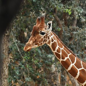 Reticulated girafe (Giraffa (cameleopardis) reticulata)