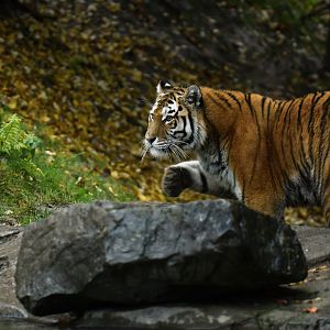 Siberian tiger (Panthera tigris altaica)