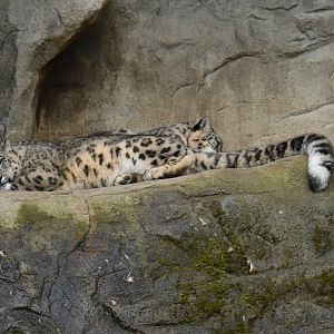 Snow leopard (Panthera uncia)