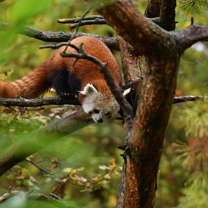 Red panda (Ailurus fulgens)