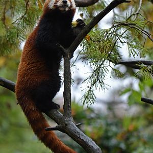 Red panda (Ailurus fulgens)