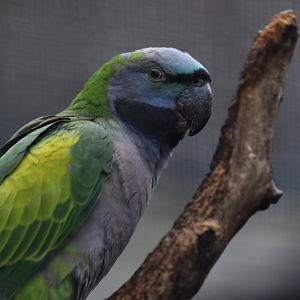 Derby parakeet (Psittacula derbiana)