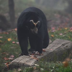 Spectacled bear (Tremarctos ornatus)