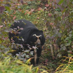 Spectacled bear (Tremarctos ornatus)
