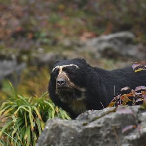 Spectacled bear (Tremarctos ornatus)