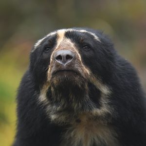 Spectacled bear (Tremarctos ornatus)