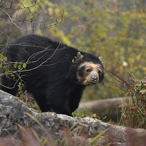 Spectacled bear (Tremarctos ornatus)