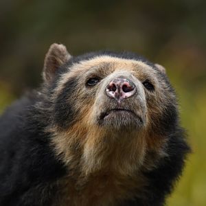Spectacled bear (Tremarctos ornatus)