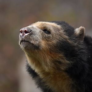 Spectacled bear (Tremarctos ornatus)