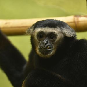 Pileated gibbon (Hylobates pileatus)
