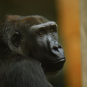 Western gorilla (Gorilla gorilla)