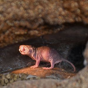 Naked mole-rat (Heterocephalus glaber)