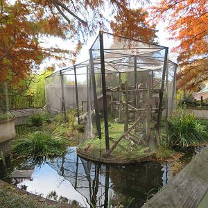 Lemur Exhibit (3 spp)