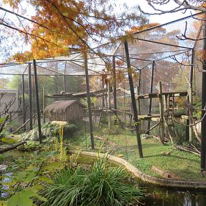 Lemur Exhibit (3 spp)