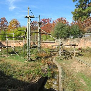 Bornean Orangutan Exhibit