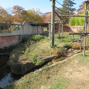 Bornean Orangutan Exhibit