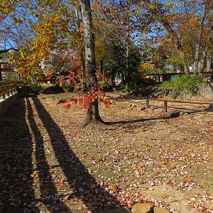 Aldabra Giant Tortoise Yard