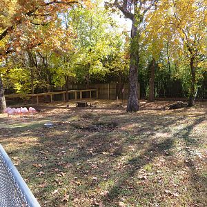 Chilean Flamingo Yard