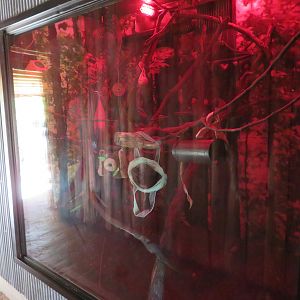 Pygmy Slow Loris Exhibit