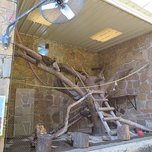 Tufted Capuchin Exhibit