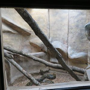 Burmese Python Exhibit