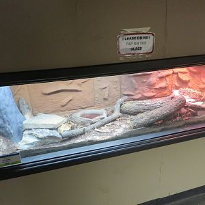 Puff Adder Tank