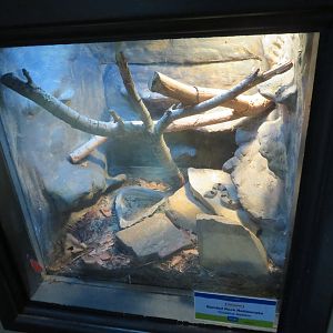 Banded Rock Rattlesnake Tank
