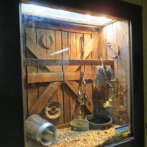 Eastern/Black Ratsnake Tank