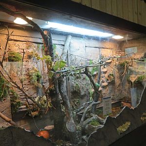 Mixed Species Tank (4 spp)