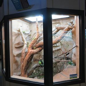 Prehensile-Tailed Skink Exhibit
