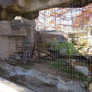 Fox Exhibit