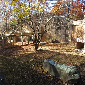 Reeves' Muntjac Exhibit