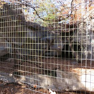 Clouded Leopard Exhibit