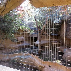 Caracal Exhibit