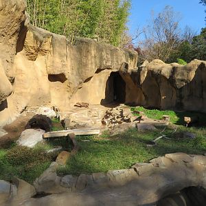 Bush Dog Exhibit
