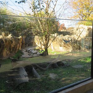 Spotted-necked Otter Exhibit