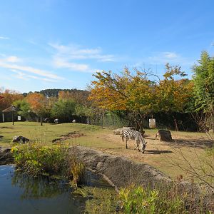 Mixed African Yard (3 spp)