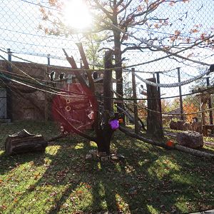 New African Monkey Exhibit