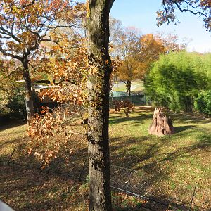 Cheetah Exhibit (Left Side)
