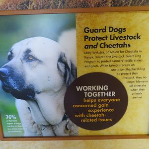 Cheetah Conservation Outpost - Guard Dog Signage