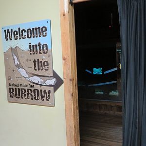 Cheetah Conservation Outpost - Naked Mole Rats