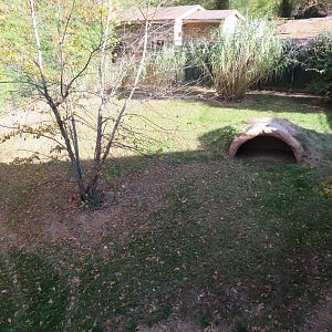 Cheetah Exhibit - Right Side